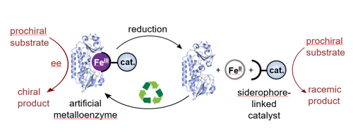 artificial metalloenzyme schematic